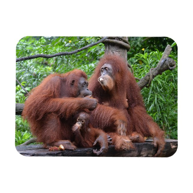 Breakfast with the Orangutans Singapore Zoo Magnet (Horizontal)