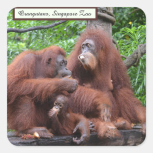Breakfast with the Orangutans Singapore Zoo Square Square Sticker