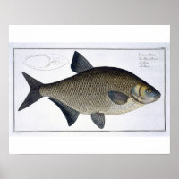 Bream (Cyprinus Brama) plate XIII from 'Ichthyolog