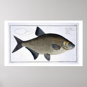 Bream (Cyprinus Brama) plate XIII from 'Ichthyolog Poster