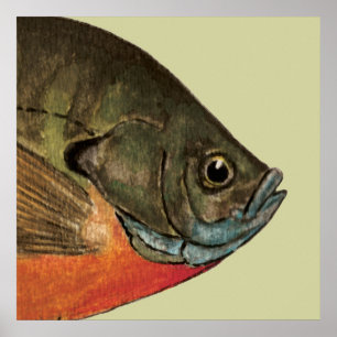 Bream Fishing Poster