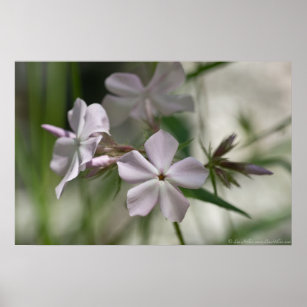 "Breathless" Pale Pink Phlox Wildflower Poster