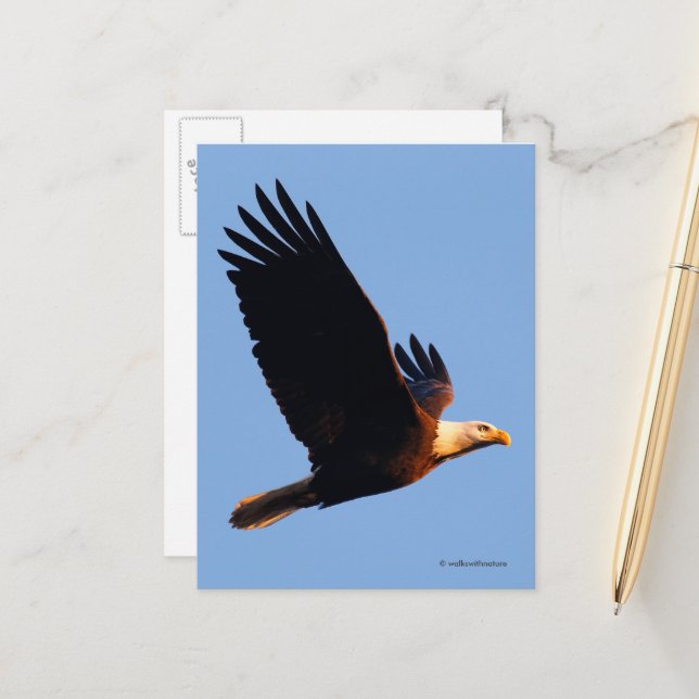 Breathtaking Bald Eagle in Winter Sunset Flight Postcard (Front/Back In Situ)
