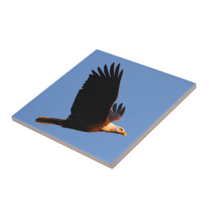 Breathtaking Bald Eagle in Winter Sunset Flight Tile