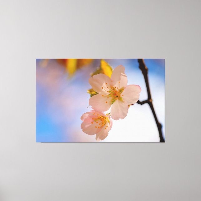 Breathtaking Beauty Of Sakura Flowers In Spring Canvas Print (Front)