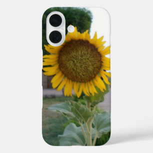 Breathtaking Natural Sunflower Golden Radiance A iPhone 16 Case
