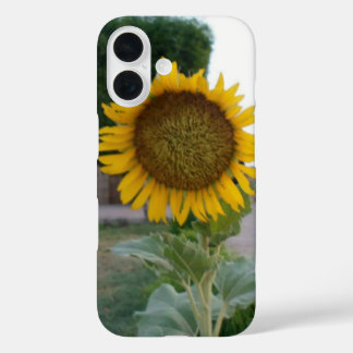 Breathtaking Natural Sunflower | Golden Radiance A iPhone 16 Case