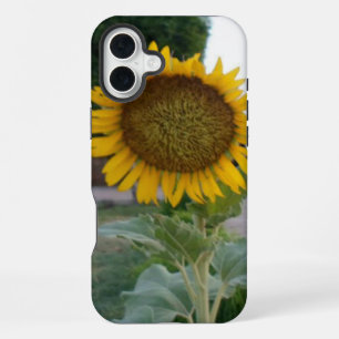 Breathtaking Natural Sunflower Golden Radiance A iPhone 16 Plus Case