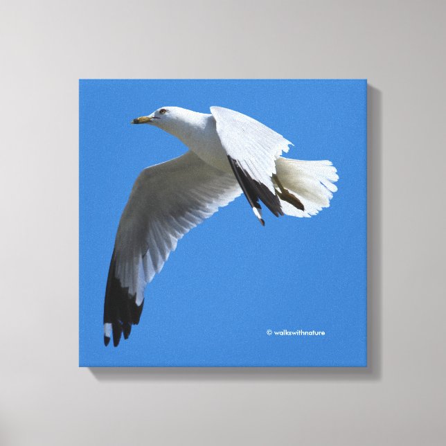 Breathtaking Ring-Billed Gull in Flight Canvas Print (Front)