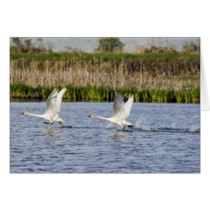 Breeding pair of tundra swans takeoff for