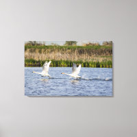 Breeding pair of tundra swans takeoff for