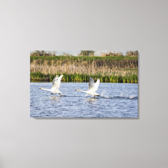 Breeding pair of tundra swans takeoff for canvas print (Front)