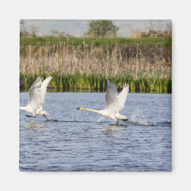 Breeding pair of tundra swans takeoff for magnet (Front)
