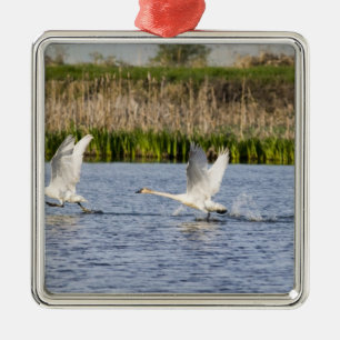 Breeding pair of tundra swans takeoff for metal tree decoration