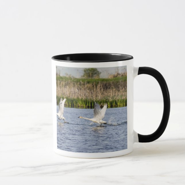 Breeding pair of tundra swans takeoff for mug (Right)