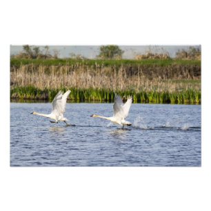 Breeding pair of tundra swans takeoff for photo print