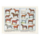 Breeds of Horses Poster