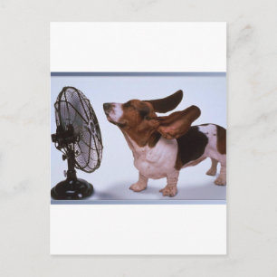 Breeze -Dog and Fan Postcard
