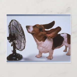 Breeze -Dog and Fan Postcard