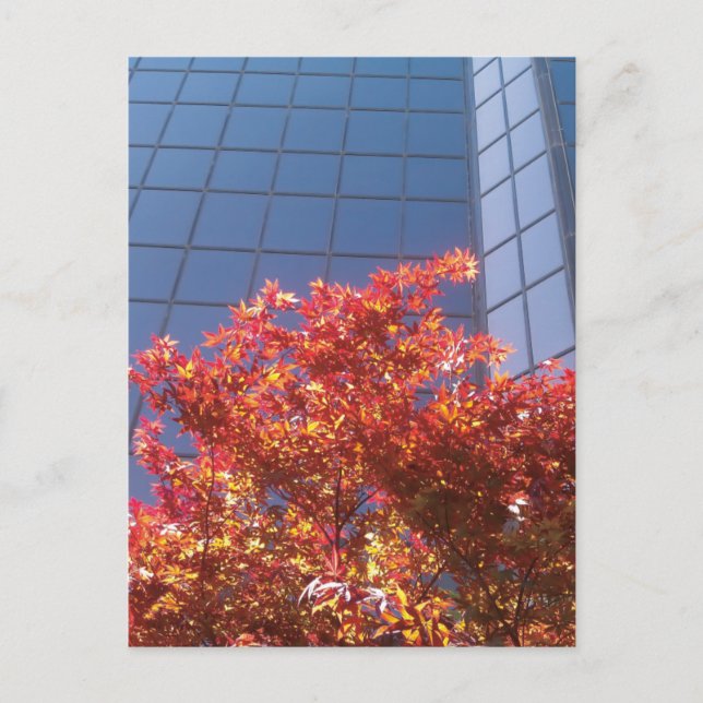 Brentwood Trees and Glass Postcard (Front)