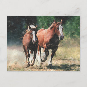 Breton draught horses postcard