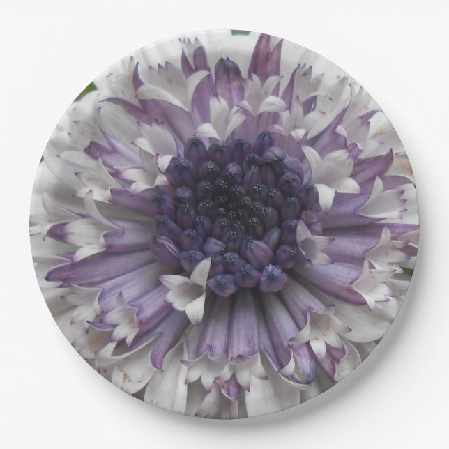 Brett Paper Plate (Front)