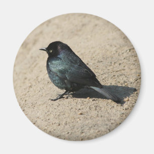 Brewer's Blackbird Magnet