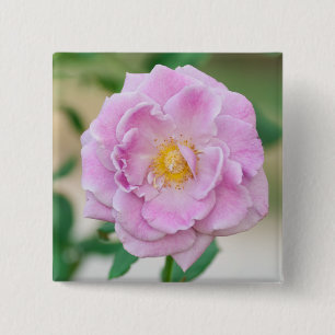 Briar Rose 15 Cm Square Badge