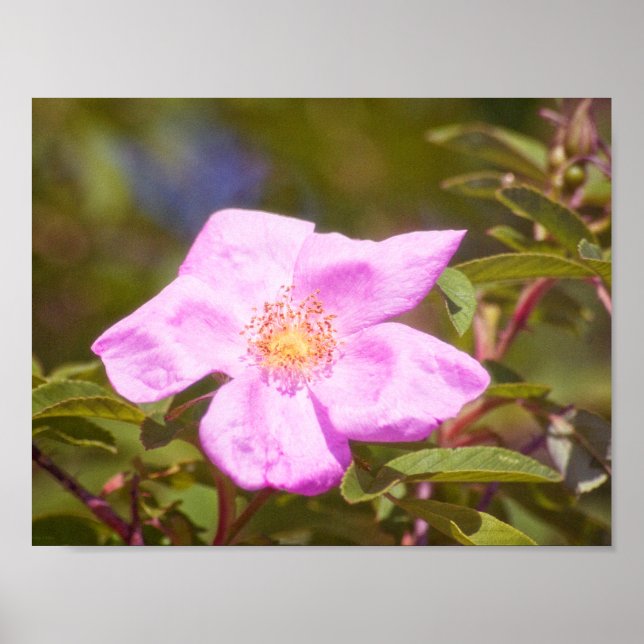 Briar Rose Poster (Front)
