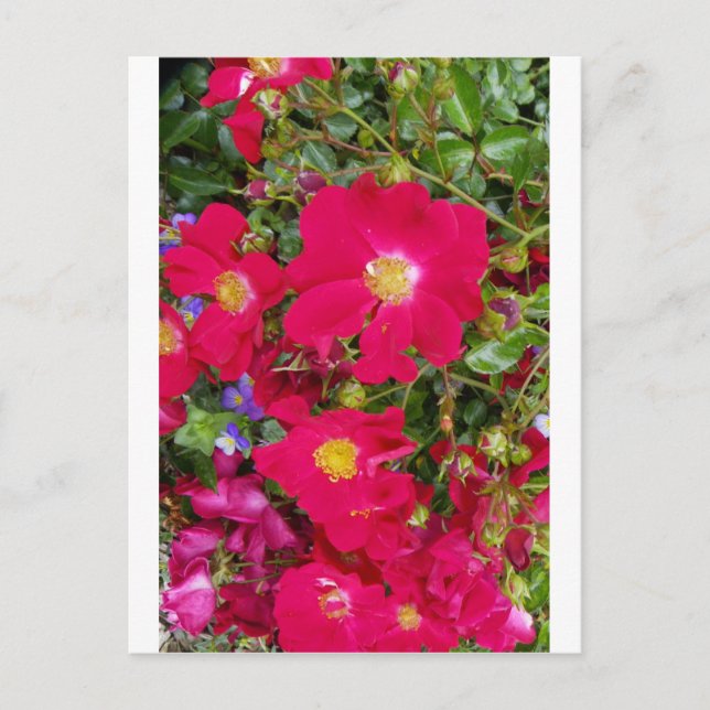 Briar Roses and Sweet Violets Postcard (Front)