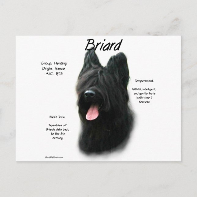 Briard (black) History Design Postcard (Front)