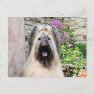 Briard Dog in a Tiara "Queen Bee" Postcard