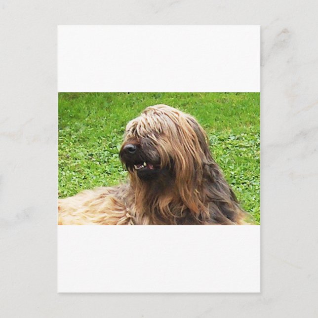 Briard fauve postcard (Front)
