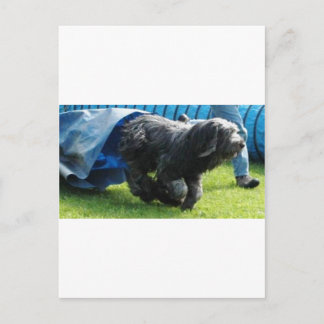 Briard Postcard