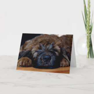 briard puppy card