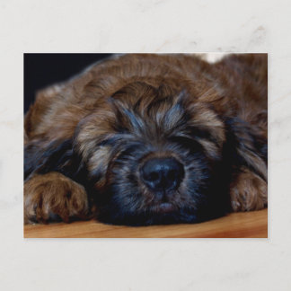 briard puppy postcard