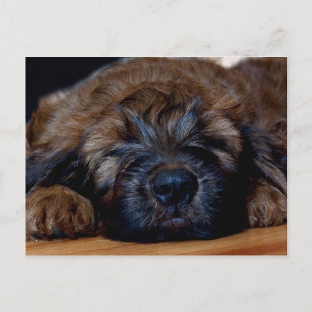 briard puppy postcard (Front)