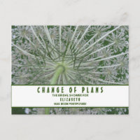 Bridal Shower Change of Plans Queen Anne's Lace