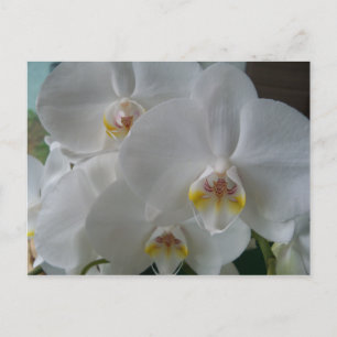 Bridal Shower Invitation White Orchids Postcard
