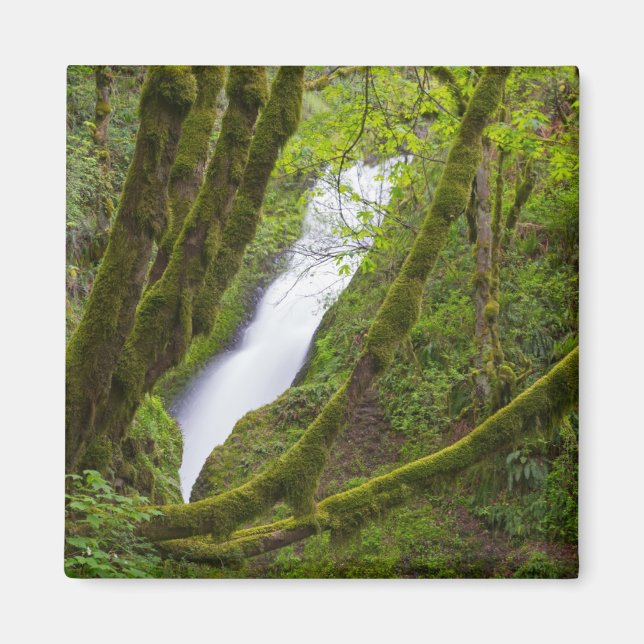 Bridal Veil Falls Magnet (Front)