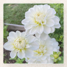 Bride to Be Dahlia Coaster, White Flower