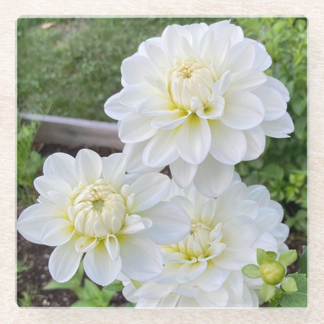Bride to Be Dahlia Coaster, White Flower Glass Coaster (Front)