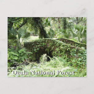 Bridge at Ocala National Forest Florida post card