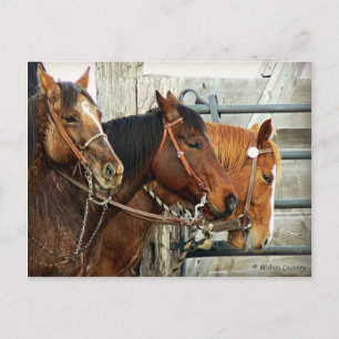 Bridled Horse Heads Postcard