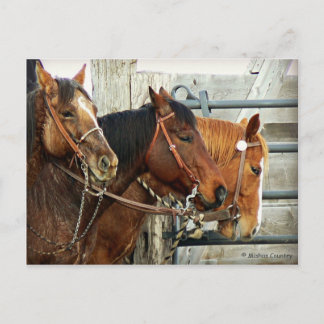 Bridled Horse Heads Postcard