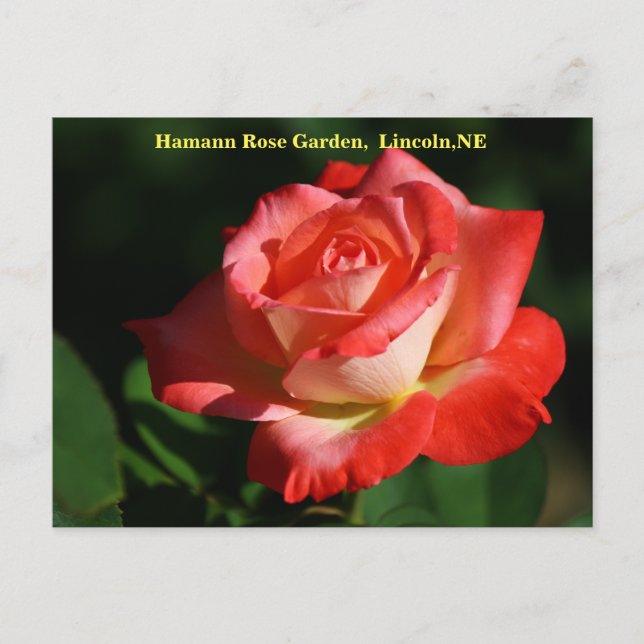 Brigadoon Rose Postcard HRG 400 2014 (Front)