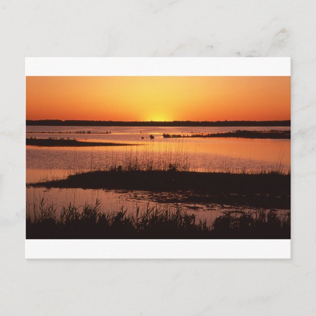 Brigantine NWR at Sunset.jpg Postcard (Front)