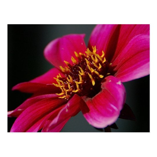 Bright and Bold Postcard