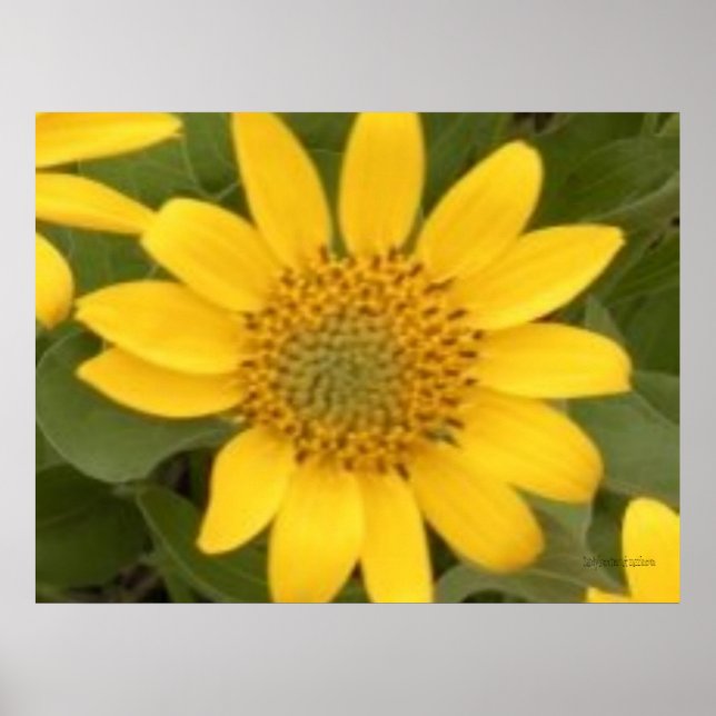 Bright Balsam Root Poster (Front)