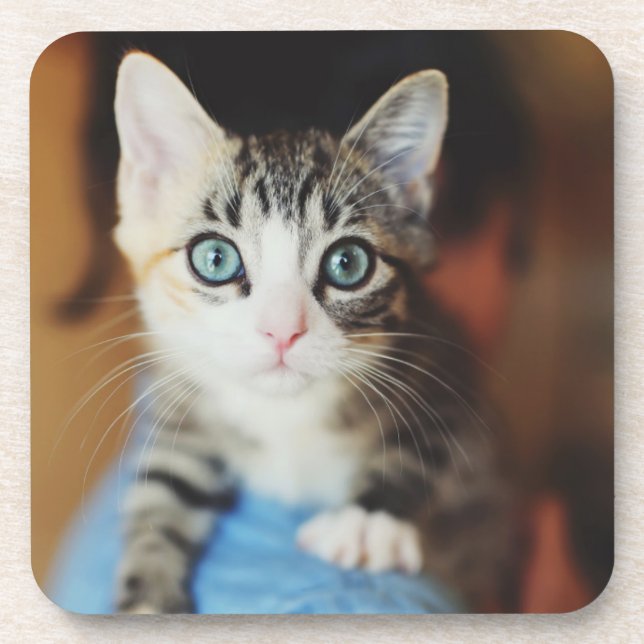 Bright Blue Eyed Kitten Coaster (Front)